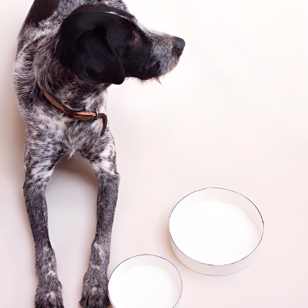 FELDSPAR Pet Bowl, 3 sizes